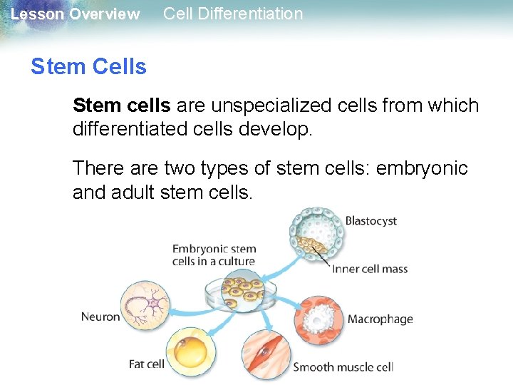 Lesson Overview Cell Differentiation Stem Cells Stem cells are unspecialized cells from which differentiated Lesson Overview Cell Differentiation Stem Cells Stem cells are unspecialized cells from which differentiated
