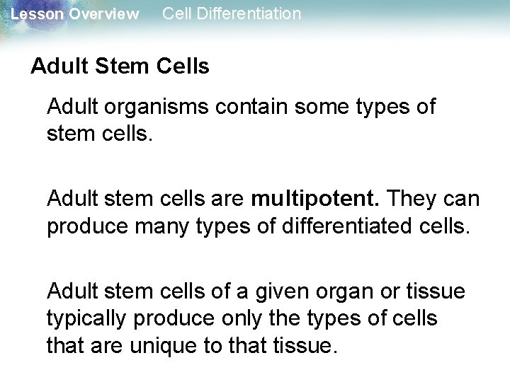 Lesson Overview Cell Differentiation Adult Stem Cells Adult organisms contain some types of stem Lesson Overview Cell Differentiation Adult Stem Cells Adult organisms contain some types of stem