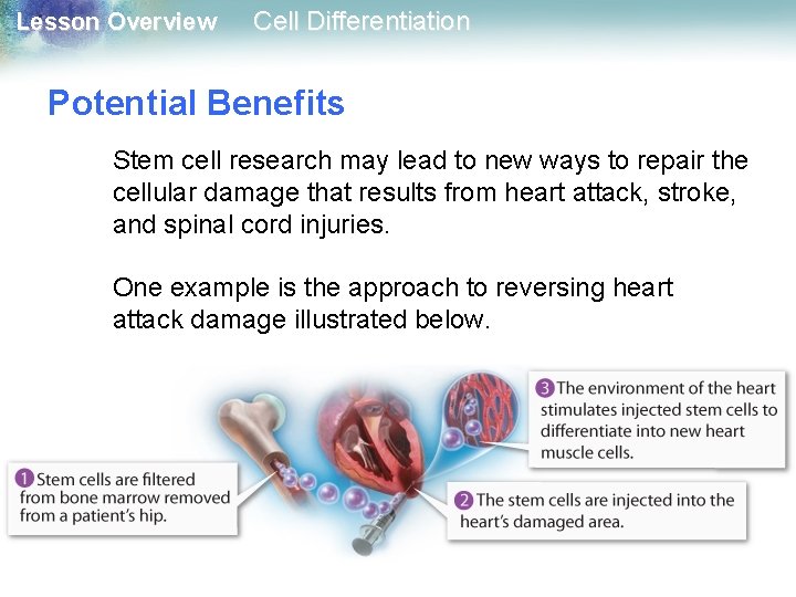 Lesson Overview Cell Differentiation Potential Benefits Stem cell research may lead to new ways Lesson Overview Cell Differentiation Potential Benefits Stem cell research may lead to new ways