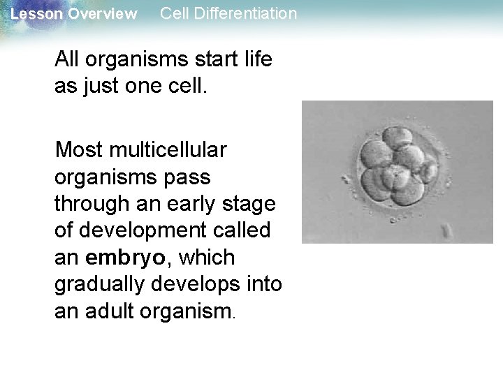 Lesson Overview Cell Differentiation All organisms start life as just one cell. Most multicellular Lesson Overview Cell Differentiation All organisms start life as just one cell. Most multicellular