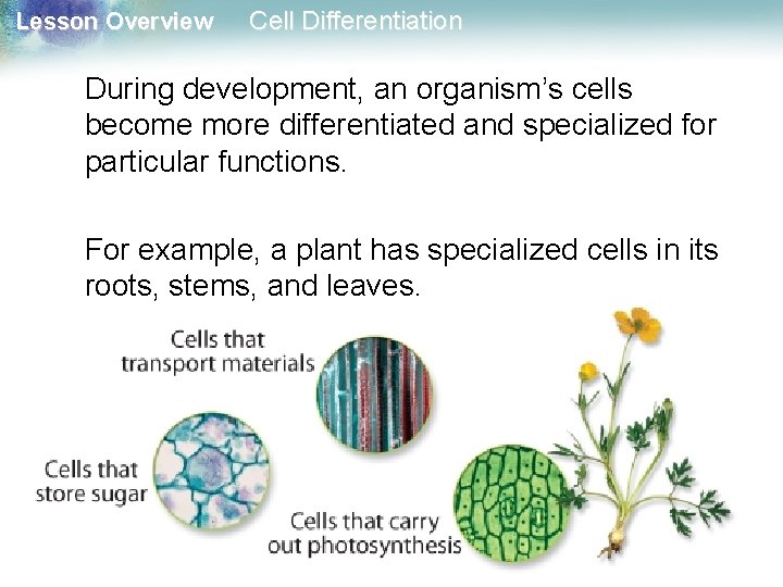 Lesson Overview Cell Differentiation During development, an organism’s cells become more differentiated and specialized Lesson Overview Cell Differentiation During development, an organism’s cells become more differentiated and specialized