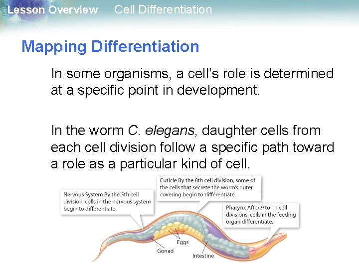 Lesson Overview Cell Differentiation Mapping Differentiation In some organisms, a cell’s role is determined Lesson Overview Cell Differentiation Mapping Differentiation In some organisms, a cell’s role is determined