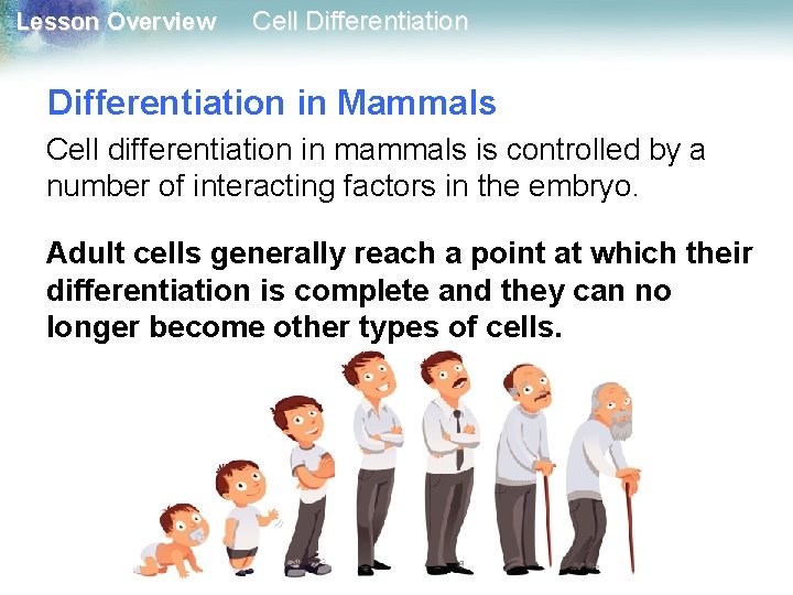 Lesson Overview Cell Differentiation in Mammals Cell differentiation in mammals is controlled by a Lesson Overview Cell Differentiation in Mammals Cell differentiation in mammals is controlled by a