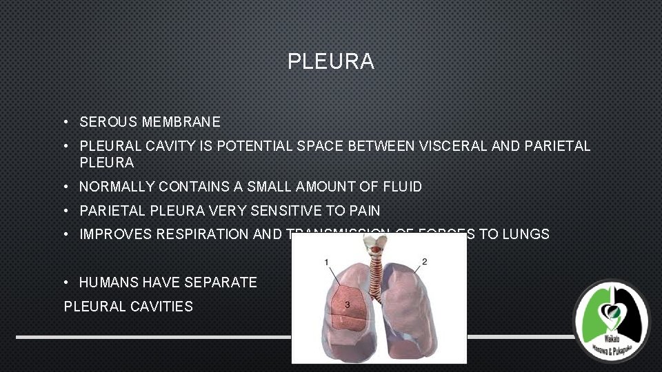 PLEURA • SEROUS MEMBRANE • PLEURAL CAVITY IS POTENTIAL SPACE BETWEEN VISCERAL AND PARIETAL