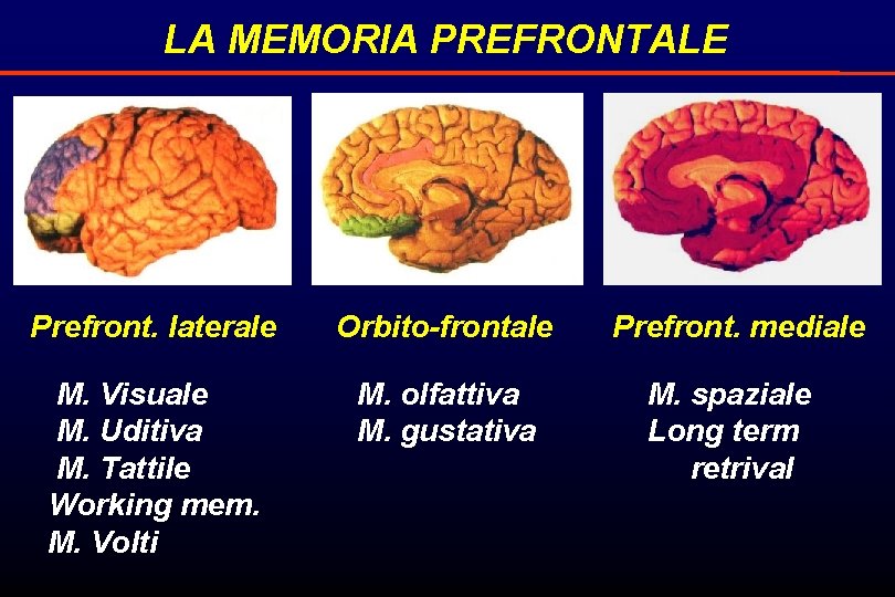 LA MEMORIA PREFRONTALE Prefront. laterale Orbito-frontale M. Visuale M. Uditiva M. Tattile Working mem.