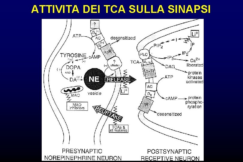 ATTIVITA DEI TCA SULLA SINAPSI 