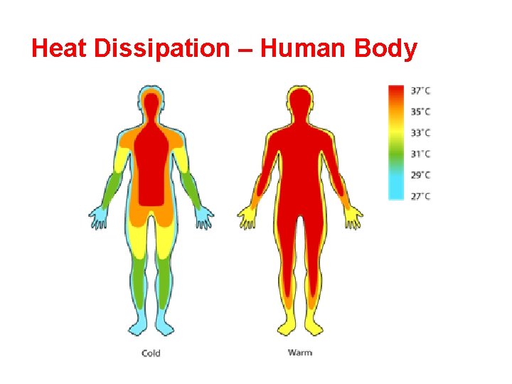 Heat Dissipation – Human Body 