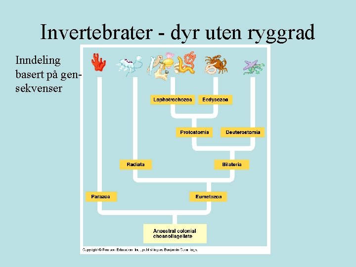 Invertebrater - dyr uten ryggrad Inndeling basert på gensekvenser 