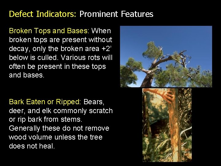 Defect Indicators: Prominent Features Broken Tops and Bases: When broken tops are present without