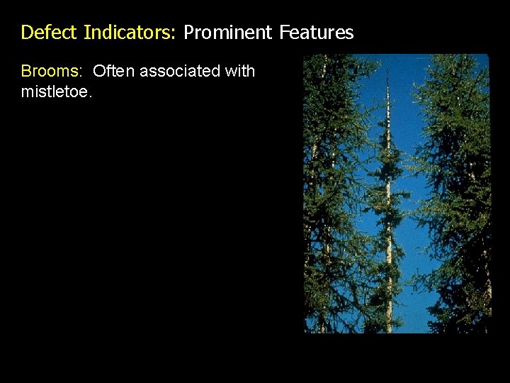 Defect Indicators: Prominent Features Brooms: Often associated with mistletoe. 
