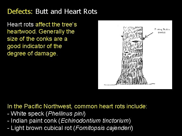 Defects: Butt and Heart Rots Heart rots affect the tree’s heartwood. Generally the size