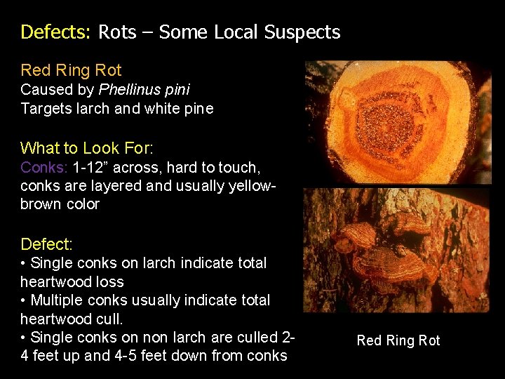 Defects: Rots – Some Local Suspects Red Ring Rot Caused by Phellinus pini Targets