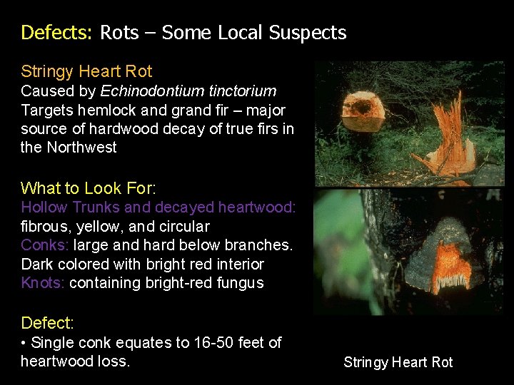 Defects: Rots – Some Local Suspects Stringy Heart Rot Caused by Echinodontium tinctorium Targets