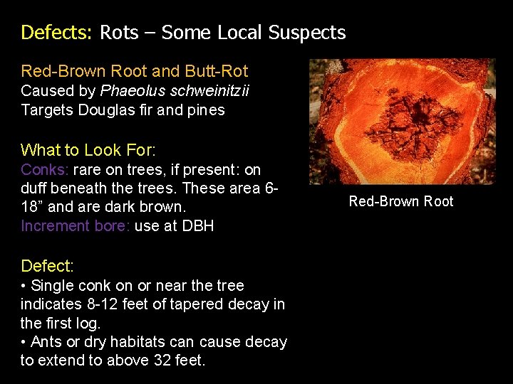 Defects: Rots – Some Local Suspects Red-Brown Root and Butt-Rot Caused by Phaeolus schweinitzii