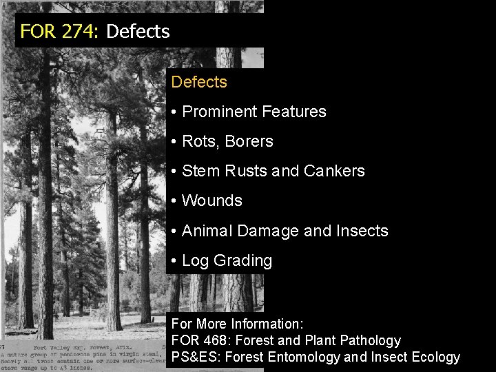 FOR 274: Defects • Prominent Features • Rots, Borers • Stem Rusts and Cankers