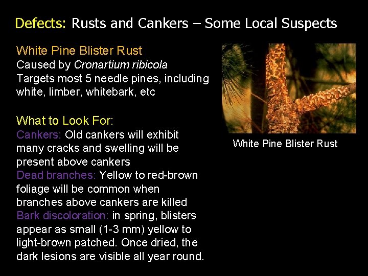 Defects: Rusts and Cankers – Some Local Suspects White Pine Blister Rust Caused by