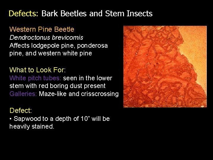 Defects: Bark Beetles and Stem Insects Western Pine Beetle Dendroctonus brevicomis Affects lodgepole pine,