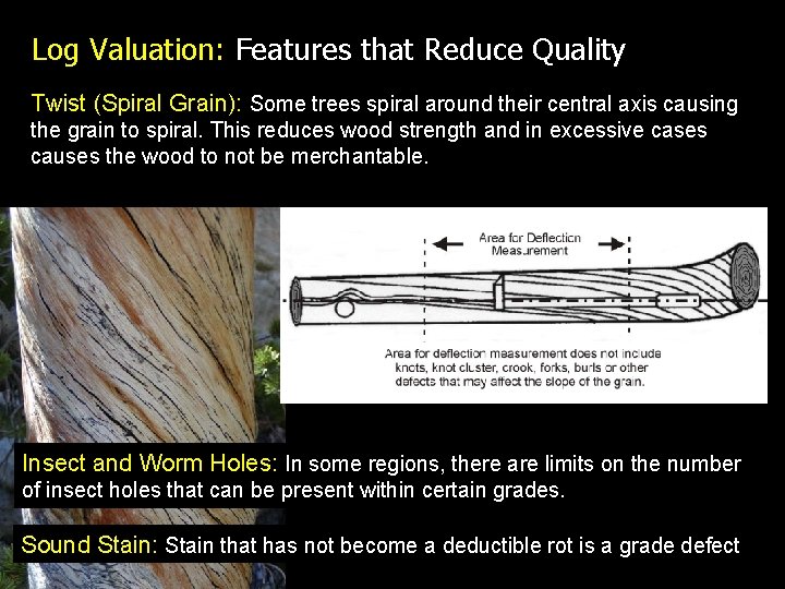 Log Valuation: Features that Reduce Quality Twist (Spiral Grain): Some trees spiral around their