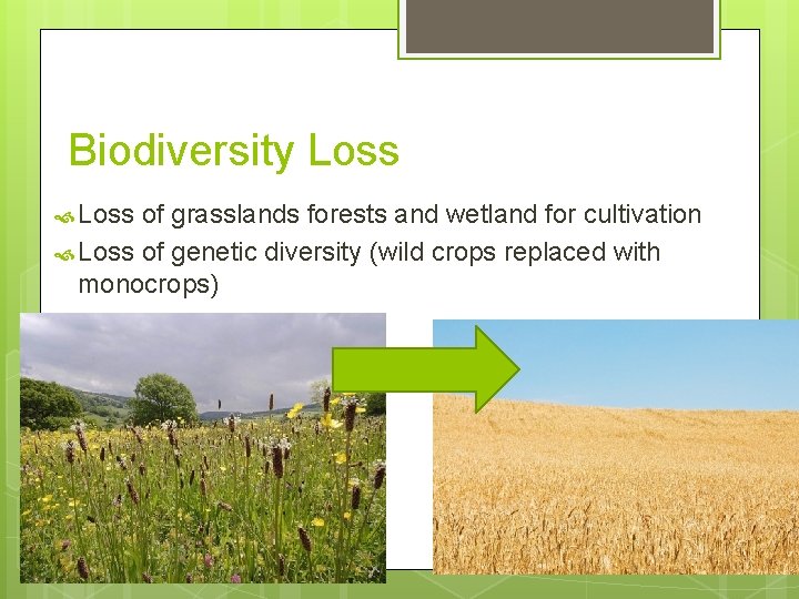 Biodiversity Loss of grasslands forests and wetland for cultivation Loss of genetic diversity (wild