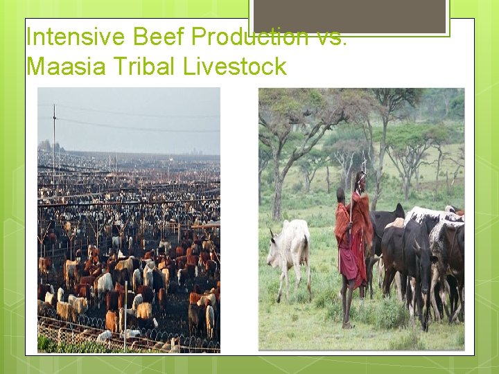 Intensive Beef Production vs. Maasia Tribal Livestock 