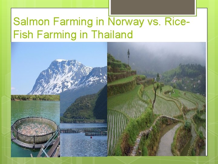 Salmon Farming in Norway vs. Rice. Fish Farming in Thailand 