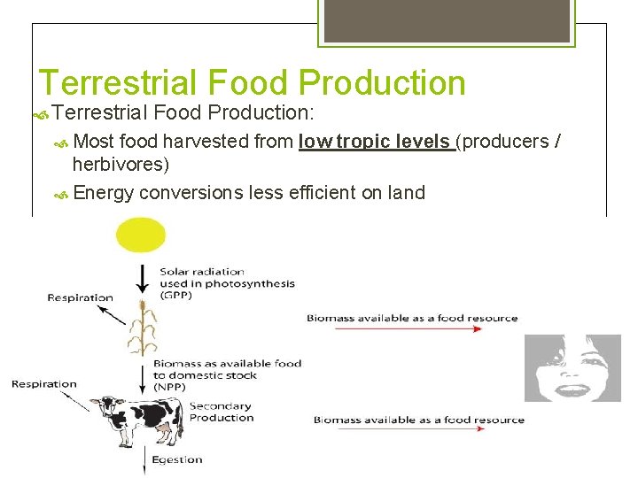 Terrestrial Food Production Terrestrial Food Production: Most food harvested from low tropic levels (producers