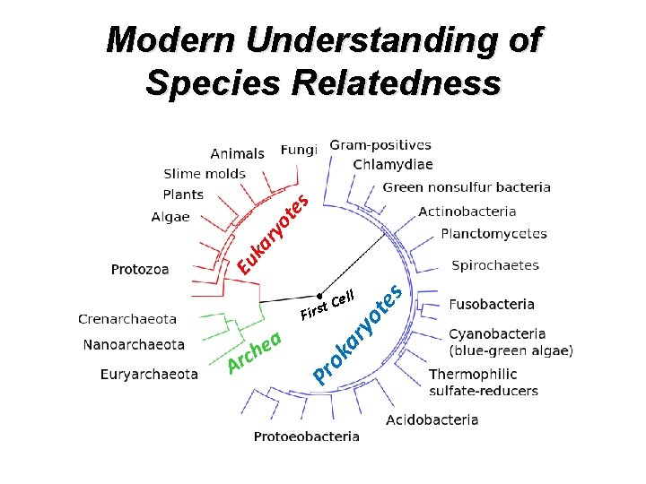 Eu ka ry ot es Modern Understanding of Species Relatedness ok a Pr a