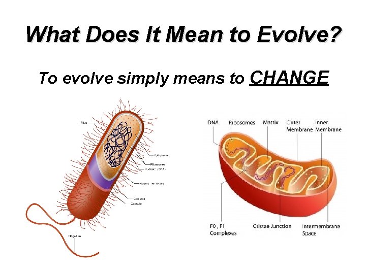 What Does It Mean to Evolve? To evolve simply means to CHANGE 