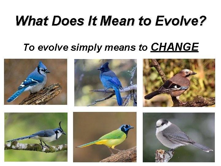 What Does It Mean to Evolve? To evolve simply means to CHANGE 
