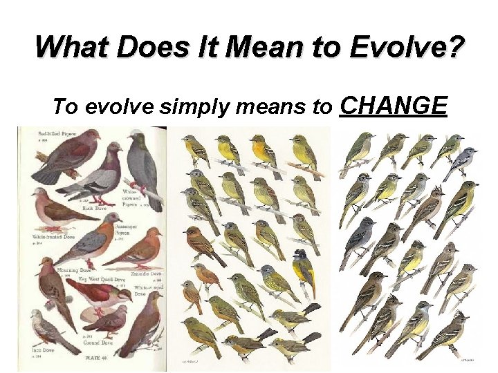 What Does It Mean to Evolve? To evolve simply means to CHANGE 