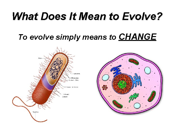 What Does It Mean to Evolve? To evolve simply means to CHANGE 