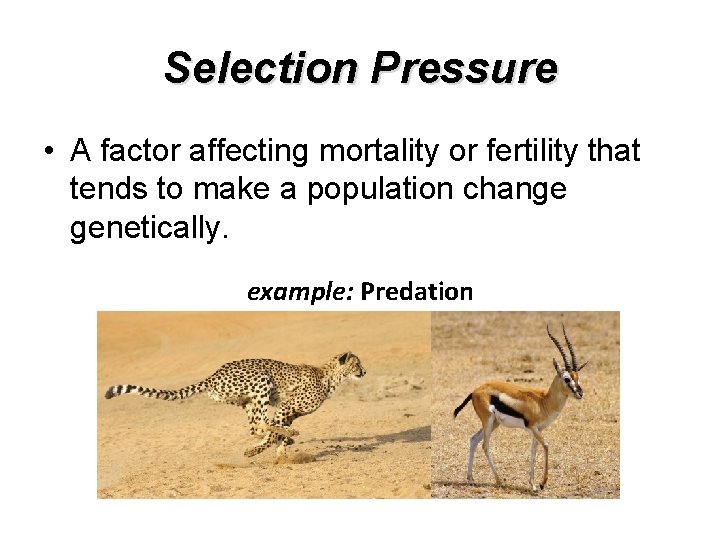 Selection Pressure • A factor affecting mortality or fertility that tends to make a