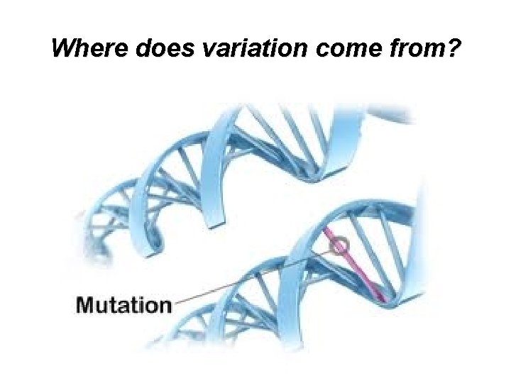 Where does variation come from? 