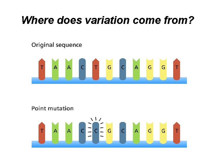 Where does variation come from? 
