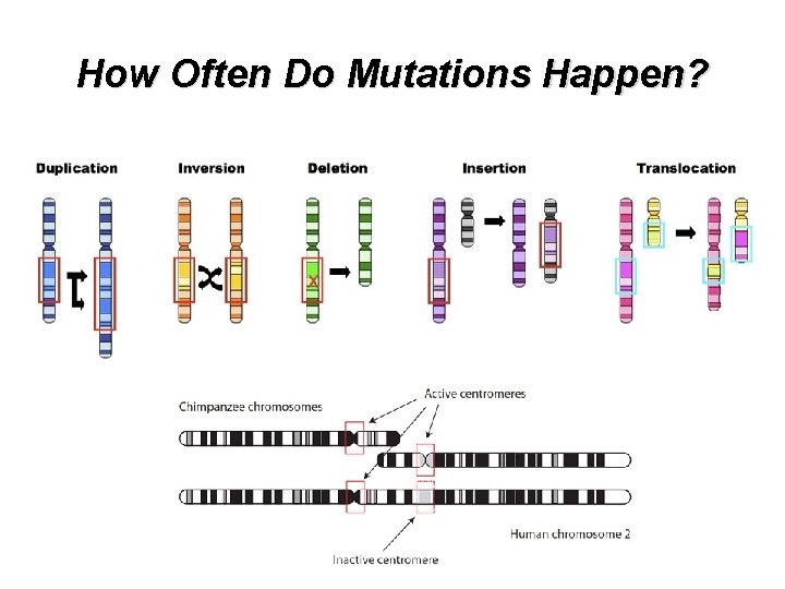 How Often Do Mutations Happen? 