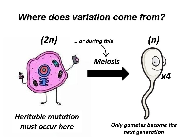 Where does variation come from? (2 n) … or during this (n) Meiosis x