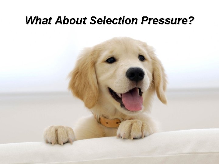 What About Selection Pressure? 
