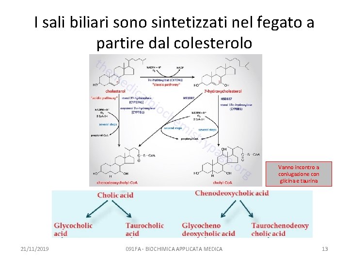 I sali biliari sono sintetizzati nel fegato a partire dal colesterolo Vanno incontro a