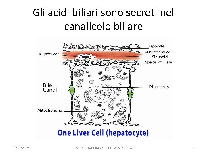 Gli acidi biliari sono secreti nel canalicolo biliare 21/11/2019 091 FA - BIOCHIMICA APPLICATA