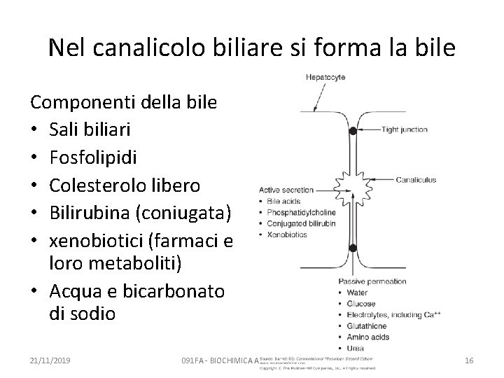 Nel canalicolo biliare si forma la bile Componenti della bile • Sali biliari •