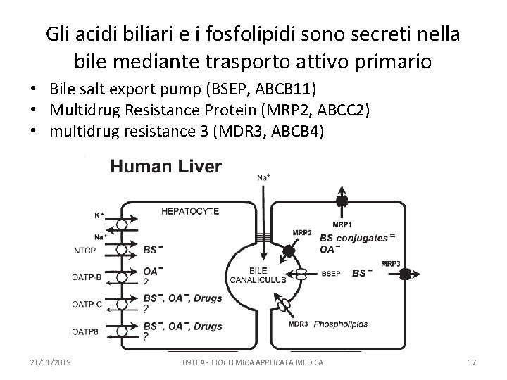 Gli acidi biliari e i fosfolipidi sono secreti nella bile mediante trasporto attivo primario