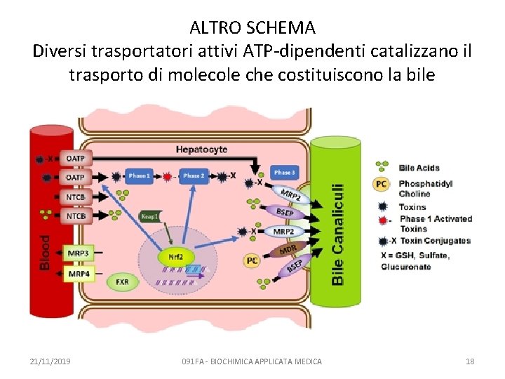 ALTRO SCHEMA Diversi trasportatori attivi ATP-dipendenti catalizzano il trasporto di molecole che costituiscono la