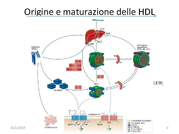 Origine e maturazione delle HDL CETP, 21/11/2019 091 FA - BIOCHIMICA APPLICATA MEDICA 2