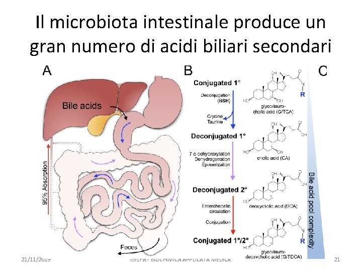 Il microbiota intestinale produce un gran numero di acidi biliari secondari 21/11/2019 091 FA