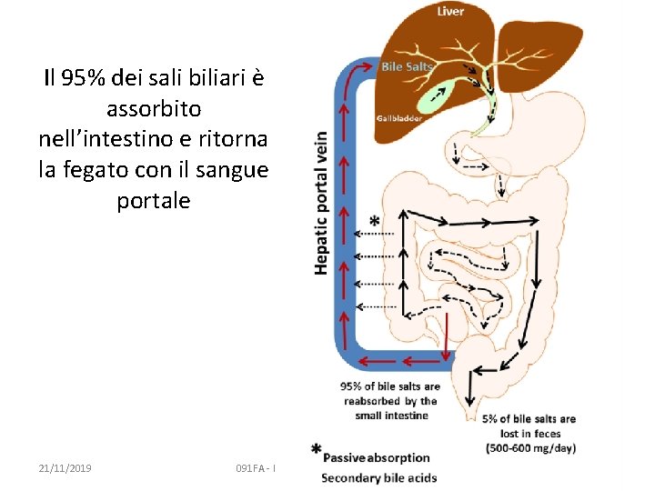 Il 95% dei sali biliari è assorbito nell’intestino e ritorna la fegato con il