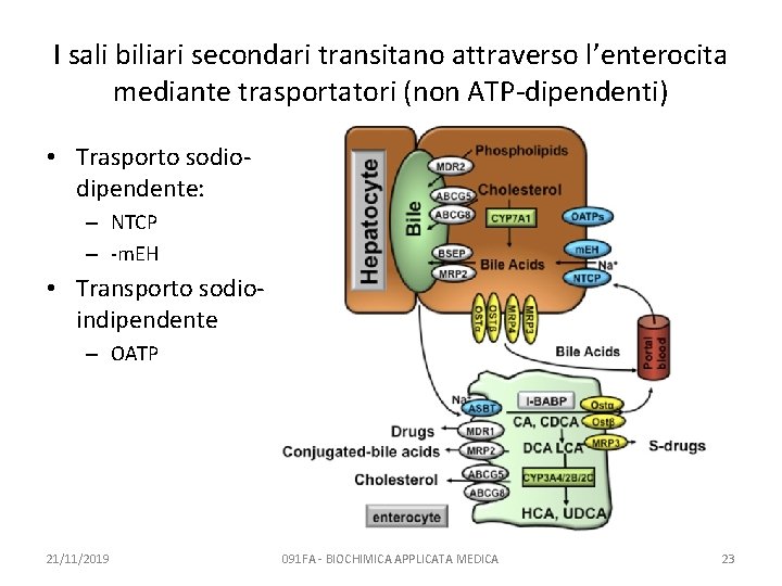 I sali biliari secondari transitano attraverso l’enterocita mediante trasportatori (non ATP-dipendenti) • Trasporto sodiodipendente: