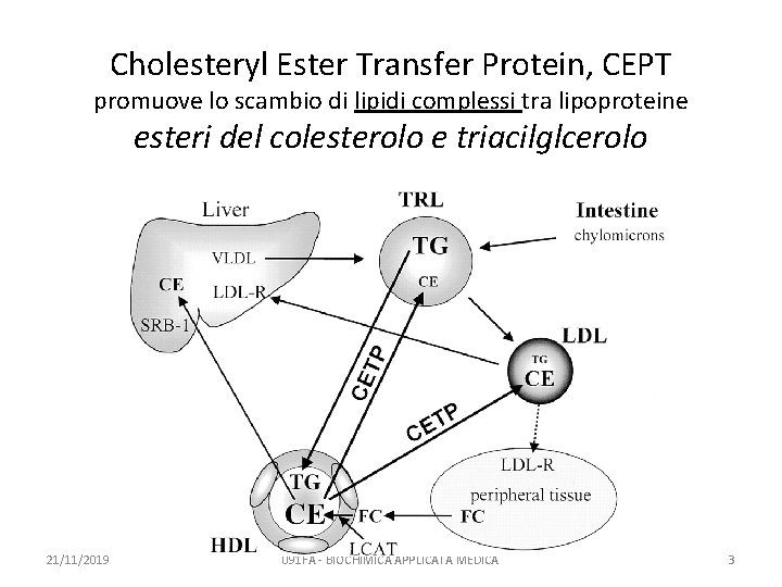 Cholesteryl Ester Transfer Protein, CEPT promuove lo scambio di lipidi complessi tra lipoproteine esteri