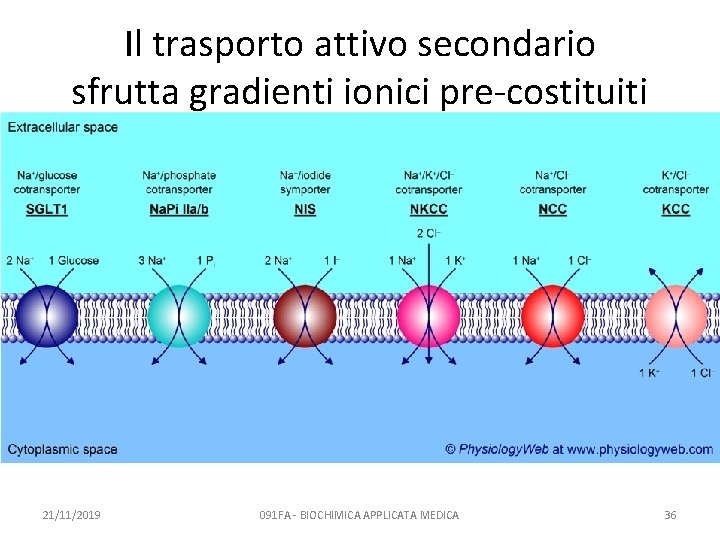 Il trasporto attivo secondario sfrutta gradienti ionici pre-costituiti 21/11/2019 091 FA - BIOCHIMICA APPLICATA