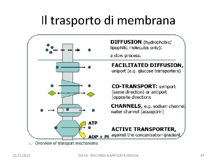 Il trasporto di membrana 21/11/2019 091 FA - BIOCHIMICA APPLICATA MEDICA 37 