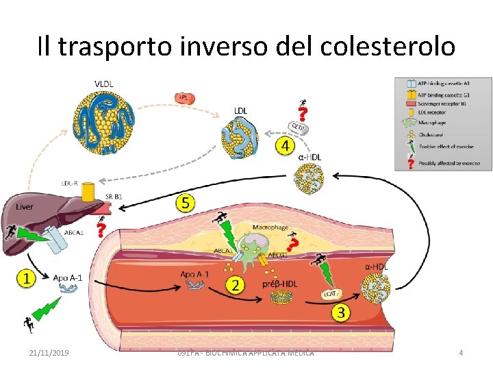 Il trasporto inverso del colesterolo 21/11/2019 091 FA - BIOCHIMICA APPLICATA MEDICA 4 